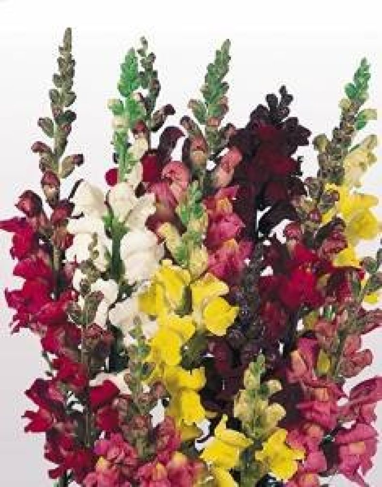 Kraft Seeds Antirrhinum Or Snapdragon Or Dog Flower Dwarf Flower Seeds [Pack Of 20] (Multicolor)