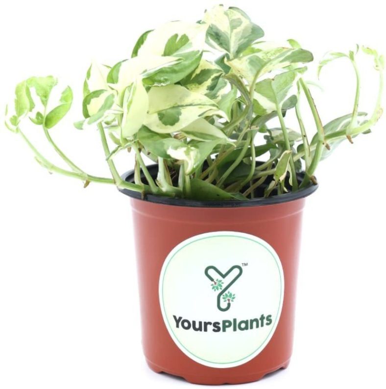 Yoursplants Money Plant(Hybrid, Pack Of 1)